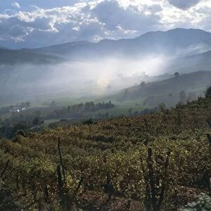 Italy, Emilia Romagna Region, Province of Piacenza, Piacentini Hills, Vineyards in Bacedasco