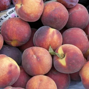 Italy, Sardinia, fresh nectarines at market