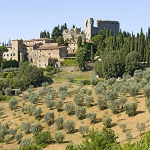 Italy, Sienna, Montisi, Castello di Montelifre, 14th century medieval castle on hill with olive grove on slopes below