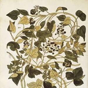 Ivy (Hedera helix nigra aurea) by Leonhart Fuchs from De historia stirpium commentarii insignes (Notable Commentaries on the History of Plants), colored engraving, 1542
