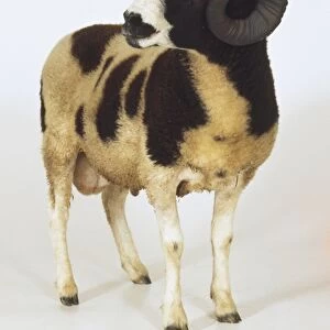 Jacob sheep, Ram, black and white patches on body, curling horns