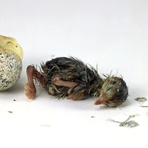 Japanese quail (Coturnix japonica) hatched from egg, side view