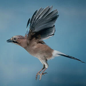 Jay (Garrulus glandarius) in flight