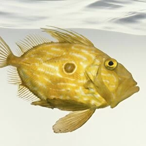 John Dory fish (Zeus faber), side view