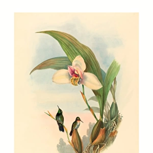John Gould And H. c. Richter (british, 1804 1881 ), Myiabeillia Typica (abeilles Hummingbird), Colored Lithograph