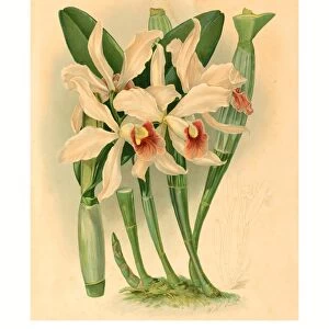 Joseph Mansell After Walter Hood Fitch (british, Active 19th Century ), Laelia Euspatha, , Color Lithograph