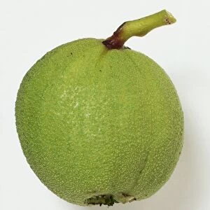 Juglans nigra (Black walnut), fruit containing single edible nut