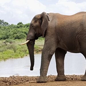 Kenya, Aberdare National Park, African elephant (Loxodonta africana) at watering hole, side view