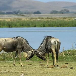 Kenya, Amboseli National Park, Lake Kioko, two wildebeests head to head on the lakes shore