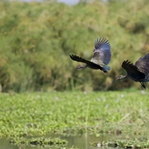 Kenya, Rift Valley, pair of Hadada ibises (Bostrychia hagedash) in flight along the shore of Crescent Island in Lake Naivasha