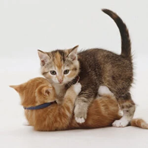 Two kittens, one lying on back, the other on top looking at camera, engaged in playful fight
