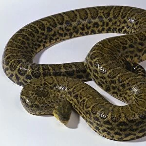 Also known as the Paraguayan Anaconda, this powerful constrictor is yellow with longitudinal rows of black spots on the body and a black, three-pronged arrow on top of the head