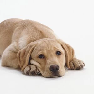 Labrador Retriever Puppy (Canis familiaris) lying on its front, front view