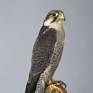 Lanner falcon (Falco biarmicus) perching on a rock, side view