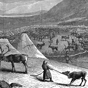 Lapps encampment with reindeer corral