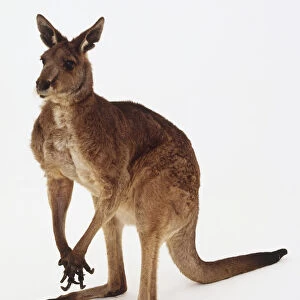 Large red kangaroo (Macropus rufus)