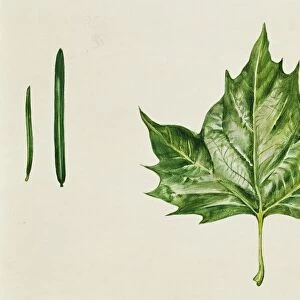 Leaf shapes needle-like, linear and palmate