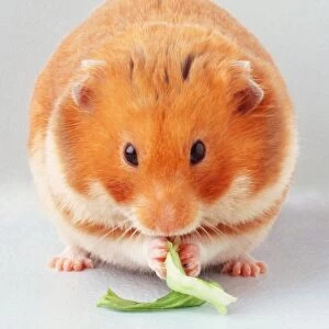 Light-brown and white Hamster (Cricetus cricetus) nibbling lettuce held in its paws, front view