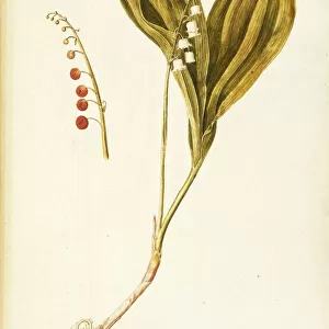 Lily of the valley (Convallaria majalis), Liliaceae by Francesco Peyrolery, watercolor, 1755