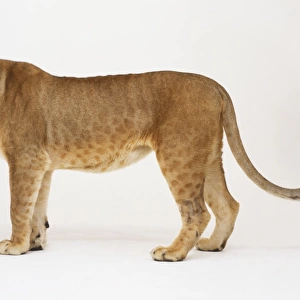 Lioness (Panthera leo), standing with its head turned around, looking at camera, side view