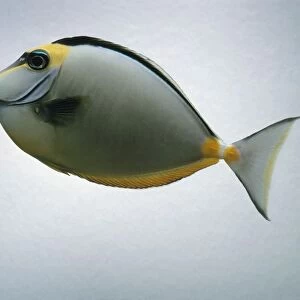 Lipstick tang (Naso tang) fish, side view