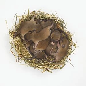 Litter of ten day-old House Mice (Mus musculus) in nest, view from above