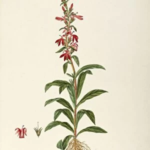 Lobeliaceae, Cardinal Flower (Lobelia fulgens Willd). Temperate greenhouse perennial plant for flower beds, native to Mexico, by Angela Rossi Bottione and co-workers, watercolor, 1837