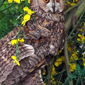 Long-eared Owl. Asio Otus