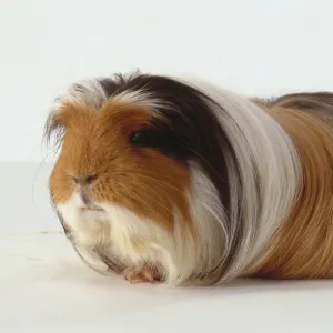 Long Haired Light Brown Guinea Pig, With Black And White Markings Around Face