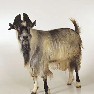 Long haired mountain goat