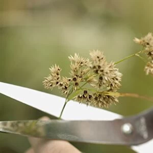 Luzula nivea (Snowy woodrush), removing seed head to prevent unwanted seedlings, using scissors, close-up
