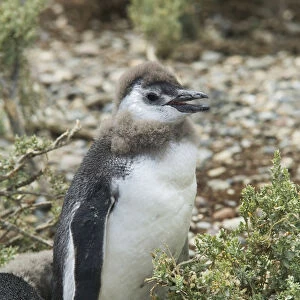A Magellanic Penguin chick, on an island in Ria Deseado, Puerto Deseado, Patagonia, Argentina