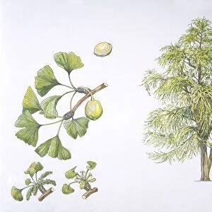 Maidenhair Tree (Ginkgo biloba) plant with flower, leaf and seed, illustration