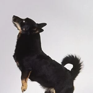 Male black and tan Lancashire Heeler dog rearing up