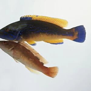 Male and female Labrus mixtus (Cuckoo wrasse) underwater
