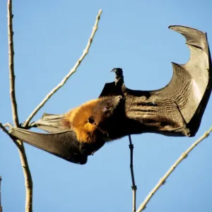 Bat Bat Print, a photograph of bats in flight