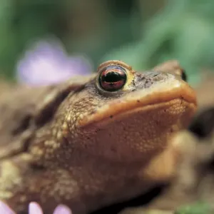 Bufo Bufo Toad Print