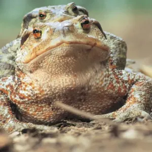 Toad Print from Universal Images Group