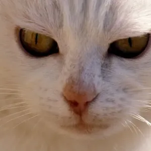 White Cat White Cat Print White Cat White Cat Print