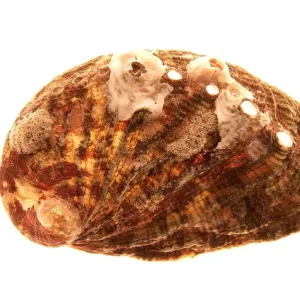 Shell Shell