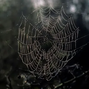 Cobweb Cobweb