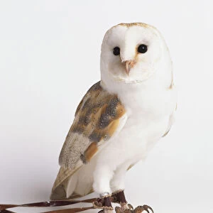Masked owl, front view