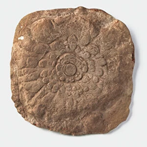 Mawsonites (Trace fossil), petal-like impression in sandstone, late Precambrian era
