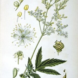 Meadowsweet (Spirea ulmaria or Filipendula ulmaria) perennial herb native of Europe
