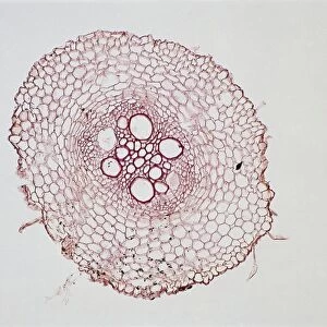 Micrograph of cross-section through a monocotyledonous root (maize)
