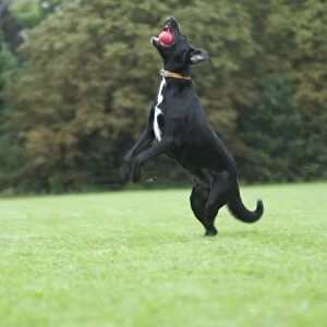 Mixed-breed dog catching ball, side view