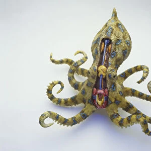 Model of Blue-ringed Octopus with legs curling, cross-section showing orange venom glands and duct