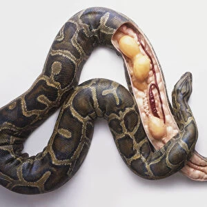Model of Burmese python (Python molurus bivittatus) laying eggs, cross-section