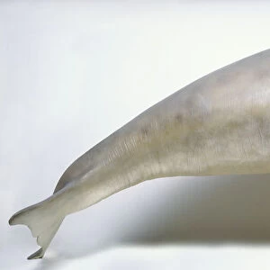 Model of dugong, side view