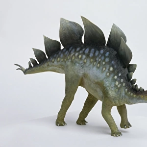 Model of quadrupedal plated dinosaur, Stegosaurus or roof lizard